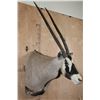 Image 3 : XXL GEMSBOK Shoulder Mount