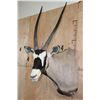 Image 4 : XXL GEMSBOK Shoulder Mount
