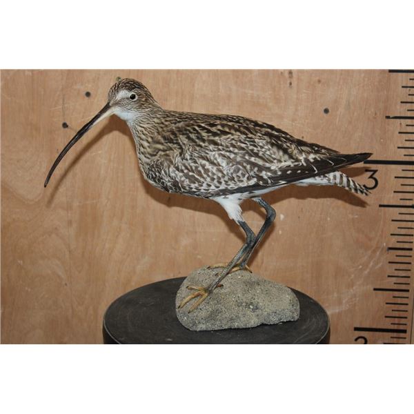 *Rarely Seen* CURLEW or EURASIAN CURLEW on a Driftwood Base