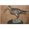Image 1 : *Rarely Seen* CURLEW or EURASIAN CURLEW on a Driftwood Base