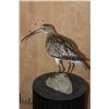 Image 4 : *Rarely Seen* CURLEW or EURASIAN CURLEW on a Driftwood Base