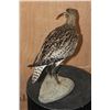 Image 5 : *Rarely Seen* CURLEW or EURASIAN CURLEW on a Driftwood Base