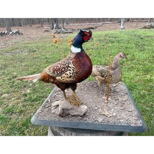 Pair of Male and Female RING-NECK PHEASANTS on a Natural Base Setting