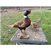 Image 1 : Pair of Male and Female RING-NECK PHEASANTS on a Natural Base Setting