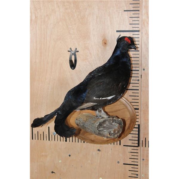 *Rarely Seen* BLACK GROUSE on a Tree Branch and Wood Plaque Base