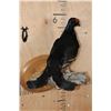 Image 2 : *Rarely Seen* BLACK GROUSE on a Tree Branch and Wood Plaque Base