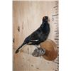 Image 3 : *Rarely Seen* BLACK GROUSE on a Tree Branch and Wood Plaque Base