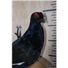 Image 4 : *Rarely Seen* BLACK GROUSE on a Tree Branch and Wood Plaque Base