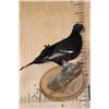 Image 7 : *Rarely Seen* BLACK GROUSE on a Tree Branch and Wood Plaque Base