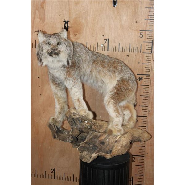 Life-sized CANADIAN LYNX on a Decorative Driftwood Base