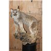 Image 1 : Life-sized CANADIAN LYNX on a Decorative Driftwood Base