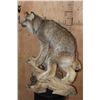 Image 3 : Life-sized CANADIAN LYNX on a Decorative Driftwood Base