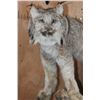 Image 4 : Life-sized CANADIAN LYNX on a Decorative Driftwood Base