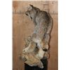 Image 5 : Life-sized CANADIAN LYNX on a Decorative Driftwood Base