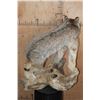 Image 6 : Life-sized CANADIAN LYNX on a Decorative Driftwood Base