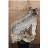 Image 7 : Life-sized CANADIAN LYNX on a Decorative Driftwood Base