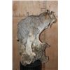 Image 8 : Life-sized CANADIAN LYNX on a Decorative Driftwood Base
