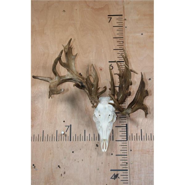 "Freak" Non-Typical WHITETAIL DEER Euro Skull with a Left Main Beam Deformity