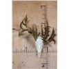Image 1 : "Freak" Non-Typical WHITETAIL DEER Euro Skull with a Left Main Beam Deformity