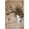 Image 3 : "Freak" Non-Typical WHITETAIL DEER Euro Skull with a Left Main Beam Deformity