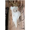 Image 5 : "Freak" Non-Typical WHITETAIL DEER Euro Skull with a Left Main Beam Deformity