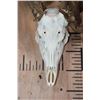 Image 6 : "Freak" Non-Typical WHITETAIL DEER Euro Skull with a Left Main Beam Deformity