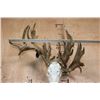 Image 9 : "Freak" Non-Typical WHITETAIL DEER Euro Skull with a Left Main Beam Deformity