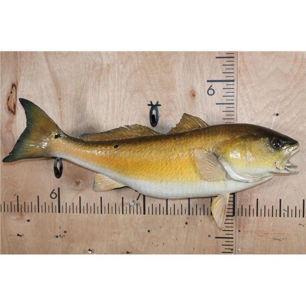 Big *Real Skin* REDFISH or RED DRUM Fish Mount