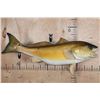 Image 1 : Big *Real Skin* REDFISH or RED DRUM Fish Mount