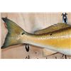 Image 6 : Big *Real Skin* REDFISH or RED DRUM Fish Mount