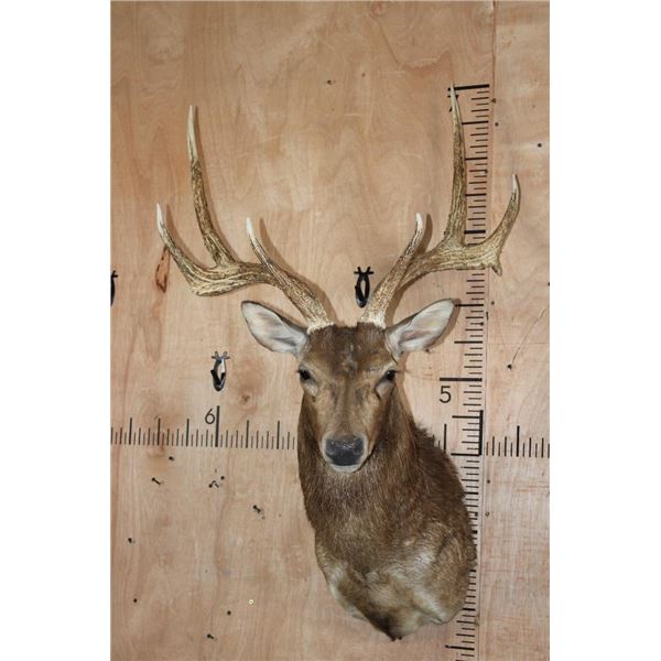Big 7-Point MANCHURIAN SIKA Deer Shoulder Mount