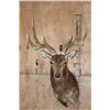 Image 1 : Big 7-Point MANCHURIAN SIKA Deer Shoulder Mount