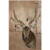 Image 2 : Big 7-Point MANCHURIAN SIKA Deer Shoulder Mount