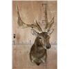 Image 3 : Big 7-Point MANCHURIAN SIKA Deer Shoulder Mount