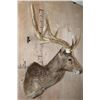 Image 4 : Big 7-Point MANCHURIAN SIKA Deer Shoulder Mount
