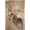 Image 5 : Big 7-Point MANCHURIAN SIKA Deer Shoulder Mount