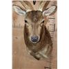 Image 6 : Big 7-Point MANCHURIAN SIKA Deer Shoulder Mount