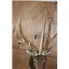 Image 8 : Big 7-Point MANCHURIAN SIKA Deer Shoulder Mount