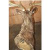Image 9 : Big 7-Point MANCHURIAN SIKA Deer Shoulder Mount