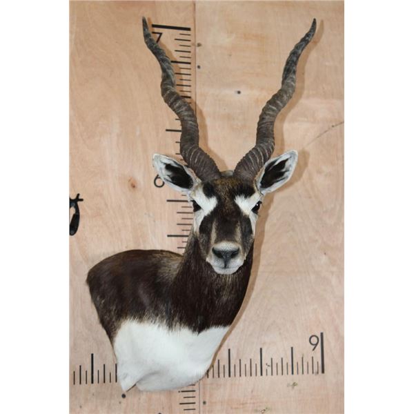 BLACKBUCK Wall Pedestal Mount