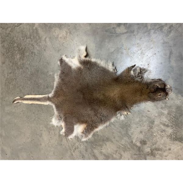 Tanned WALLABY Hide with its Head and Tail