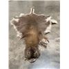 Image 2 : Tanned WALLABY Hide with its Head and Tail