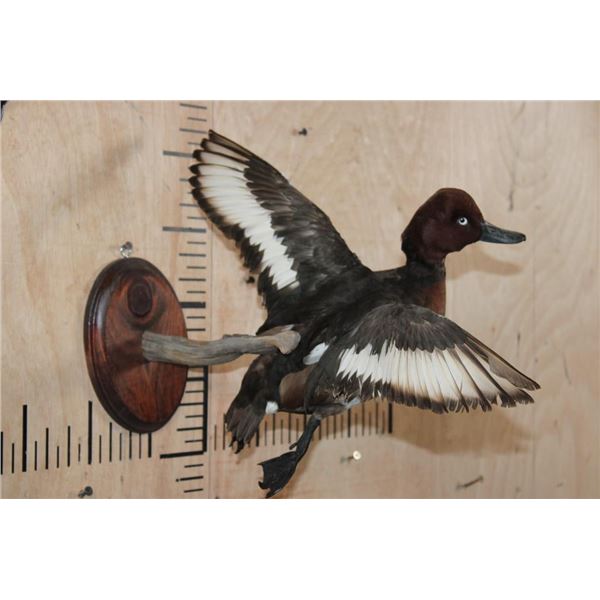 Flying FERRUGINOUS DUCK on a Wood Plaque