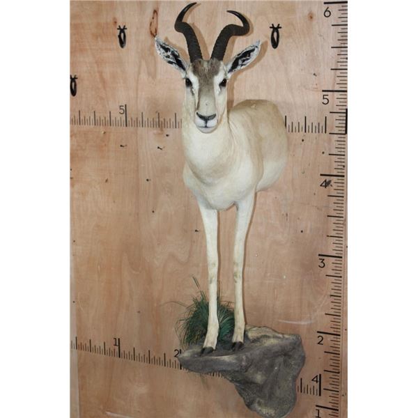 Big Half-body SOEMMERRING'S GAZELLE on a Rock Base