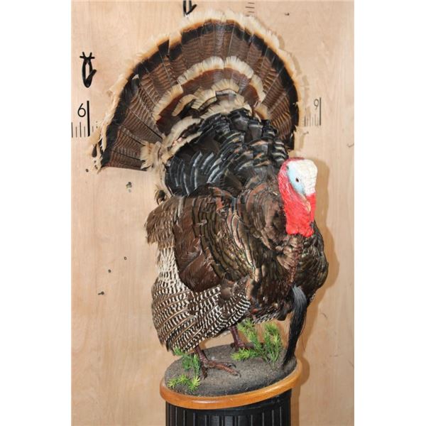 Life-sized MERRIAM'S WILD TURKEY on a Decorative Wood Plaque Base