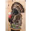 Image 2 : Life-sized MERRIAM'S WILD TURKEY on a Decorative Wood Plaque Base