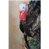 Image 4 : Life-sized MERRIAM'S WILD TURKEY on a Decorative Wood Plaque Base