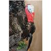 Image 5 : Life-sized MERRIAM'S WILD TURKEY on a Decorative Wood Plaque Base