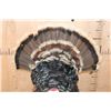 Image 6 : Life-sized MERRIAM'S WILD TURKEY on a Decorative Wood Plaque Base