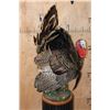 Image 7 : Life-sized MERRIAM'S WILD TURKEY on a Decorative Wood Plaque Base